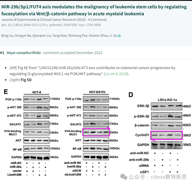 PubPeer学术讨论平台相关评论截图1